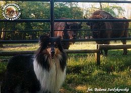 Owczarek Szkocki Collie - MŁ.CH.PL. MERETH Laurelin Valaquenta at Surdykowska FCI Mercia - wystawa Leszno 12.05.2001