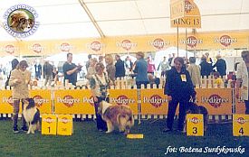 Owczarek Szkocki Collie - MŁ.CH.PL. MERETH Laurelin Valaquenta at Surdykowska FCI Mercia - wystawa Leszno 12.05.2001