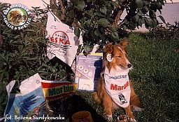Owczarek Szetlandzki Sheltie - BONI Boni - wystawa Sopot 11.08.2001