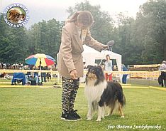 Owczarek Szkocki Collie - MŁ.CH.PL. MERETH Laurelin Valaquenta at Surdykowska FCI Mercia - wystawa Szczecin 16.06.2001