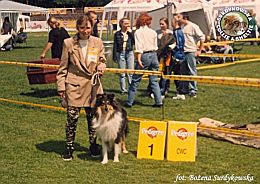 Owczarek Szkocki Collie - MŁ.CH.PL. MERETH Laurelin Valaquenta at Surdykowska FCI Mercia - wystawa Szczecin 16.06.2001
