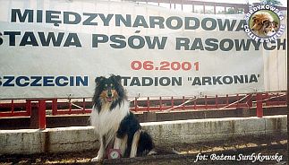 Owczarek Szkocki Collie - MŁ.CH.PL. MERETH Laurelin Valaquenta at Surdykowska FCI Mercia - wystawa Szczecin 16.06.2001