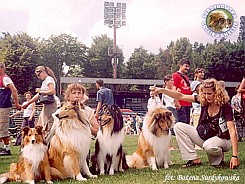 Owczarek Szetlandzki Sheltie - Boni oraz Owczarki Szkockie Collie - Amorik, Mercia, Angelika Boni, Amorik, Mercia, Angelika - wystawa Gdynia 20.07.2003