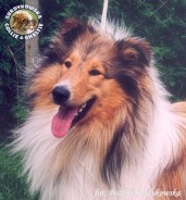 Owczarek Szkocki Collie - MŁ.CH.PL. AMORIC Surdykowska FCI Amorik - wystawa Klubowa Łódźt 21.09.2003