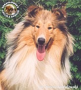Owczarek Szkocki Collie - MŁ.CH.PL. AMORIC Surdykowska FCI Amorik - wystawa Poznań 09.11.2003