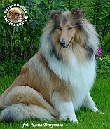 Owczarek Szkocki Collie - ANGELICA Surdykowska FCI Angelika - wystawa Sopot 09.08.2003