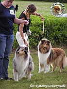 Owczarek Szkocki Collie - MŁ.CH.PL. ANGELICA Surdykowska FCI Angelika - wystawa Sopot 14.08.2004