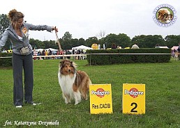 Owczarek Szkocki Collie - MŁ.CH.PL. ANGELICA Surdykowska FCI Angelika - wystawa Sopot 13.08.2005