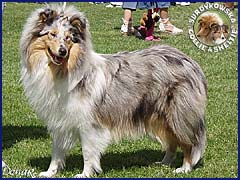 Owczarek Szkocki Collie - BLUE PENELOPE vom Schloß Ramstedt Penelopka - wystawa Gdynia 16.07.2006