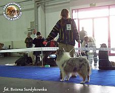 Owczarek Szkocki Collie - BLUE PENELOPE vom Schloß Ramstedt Penelopka - wystawa Kielce 18.11.2006