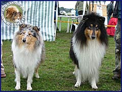 Owczarki Szkockie Collie - BLUE PENELOPE vom Schloß Ramstedt oraz THINGOL Laurelin Valaquenta Penelopka, Apacz - wystawa Sopot 12.08.2006
