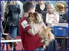 Owczarek Szetlandzki Sheltie - CALINKA Surdykowska FCI Calinka (Szelcia) - wystawa Bydgoszcz 10.02.2007