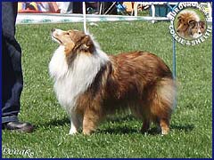 Owczarek Szetlandzki Sheltie - FRANIA Surdykowska FCI Frania - wystawa Bydgoszcz 03.05.2007