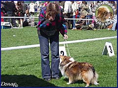 Owczarek Szetlandzki Sheltie - CELINKA Surdykowska FCI Celinka - wystawa Bydgoszcz 03.05.2007