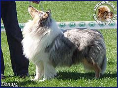 Owczarek Szkocki Collie - BLUE PENELOPE vom Schloß Ramstedt Penelopka - wystawa Bydgoszcz 03.05.2007