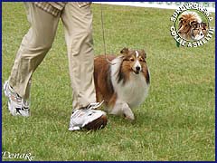 Owczarek Szetlandzki Sheltie - FRANIA Surdykowska FCI Frania - wystawa Chojnice 29.07.2007