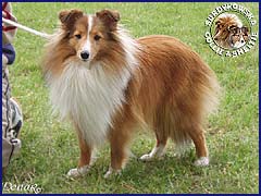 Owczarek Szetlandzki Sheltie - GABI Surdykowska FCI Gabi - wystawa Chojnice 29.07.2007
