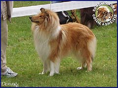 Owczarek Szkocki Collie - MŁ.CH.PL. RONJA vom Schloß Ramstedt Ronja - wystawa Chojnice 29.07.2007