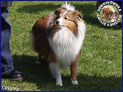 Owczarek Szetlandzki Sheltie - FRANIA Surdykowska FCI Frania - wystawa Dobre Miasto 01.05.2007