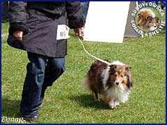 Owczarek Szetlandzki Sheltie - CELINKA Surdykowska FCI Celinka - wystawa Dobre Miasto 01.05.2007