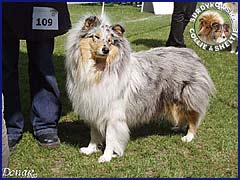 Owczarek Szkocki Collie - BLUE PENELOPE vom Schloß Ramstedt Penelopka - wystawa Dobre Miasto 01.05.2007