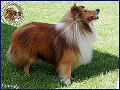 Owczarek Szetlandzki Sheltie - CH.PL. CERDYK Surdykowska FCI Cedryk - wystawa Gdynia 15.07.2007