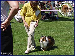 Owczarek Szetlandzki Sheltie - FRANIA Surdykowska FCI Frania - wystawa Gdynia 15.07.2007
