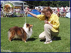 Owczarek Szetlandzki Sheltie - CH.PL. CELINKA Surdykowska FCI Celinka - wystawa Gdynia 15.07.2007