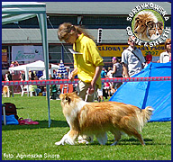 Owczarek Szkocki Collie - MŁ.CH.PL. RONJA vom Schloß Ramstedt Ronja - wystawa Gdynia 15.07.2007