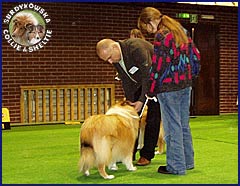 Owczarek Szkocki Collie - RONJA vom Schloß Ramstedt Ronja - wystawa Głogów 28.01.2007