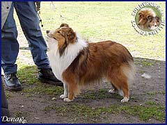 Owczarek Szetlandzki Sheltie - FRANIA Surdykowska FCI Frania - wystawa Grudziądz 21.04.2007