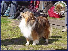 Owczarek Szetlandzki Sheltie - CELINKA Surdykowska FCI Celinka - wystawa Grudziądz 21.04.2007