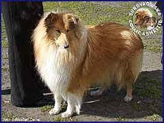 Owczarek Szkocki Collie - RONJA vom Schloß Ramstedt Ronja - wystawa Grudziądz 21.04.2007