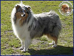 Owczarek Szkocki Collie - BLUE PENELOPE vom Schloß Ramstedt Penelopka - wystawa Grudziądz 21.04.2007