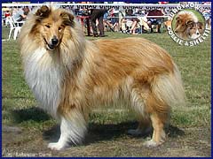 Owczarek Szkocki Collie - MŁ.CH.PL. RONJA vom Schloß Ramstedt Ronja - wystawa Inowrocław 25.05.2007