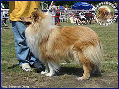 Owczarek Szkocki Collie - MŁ.CH.PL. RONJA vom Schloß Ramstedt Ronja - wystawa Inowrocław 25.05.2007