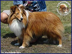 Owczarek Szetlandzki Sheltie - GABI Surdykowska FCI Gabi - wystawa Inowrocław 25.05.2007