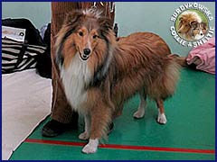Owczarek Szetlandzki Sheltie - GHANDI Surdykowska FCI Ghandi - wystawa Nowy Dwór Mazowiecki Oddz/Legionowo 01.04.2007
