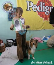 Owczarek Szetlandzki Sheltie - GHANDI Surdykowska FCI Ghandi - wystawa Nowy Dwór Mazowiecki Oddz/Legionowo 01.04.2007