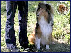 Owczarek Szetlandzki Sheltie - GHANDI Surdykowska FCI Ghandi - wystawa Lublin 22.04.2007
