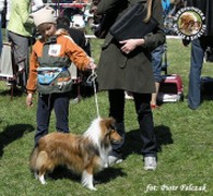 Owczarek Szetlandzki Sheltie - GHANDI Surdykowska FCI Ghandi - wystawa Lublin 22.04.2007