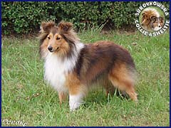 Owczarek Szetlandzki Sheltie - EMILKA Surdykowska FCI Emilka - wystawa Olsztyn 01.07.2007