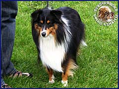 Owczarek Szetlandzki Sheltie - FARYS Surdykowska FCI Farys - wystawa Przemyśl 16.09.2007