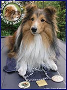 Owczarek Szetlandzki Sheltie - MŁ.CH.PL. GHANDI Surdykowska FCI Ghandi - wystawa Radom 20.05.2007