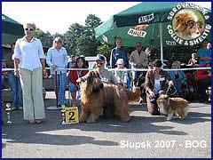 Owczarek Szetlandzki Sheltie - CALINKA Surdykowska FCI Calinka (Szelcia) - wystawa Słupsk 01.09.2007