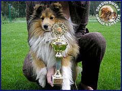 Owczarek Szetlandzki Sheltie - CALINKA Surdykowska FCI Calinka (Szelcia) z pucharem - wystawa Słupsk 01.09.2007