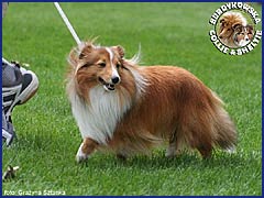 Owczarek Szetlandzki Sheltie - GABI Surdykowska FCI Gabi - wystawa Toruń 19.08.2007