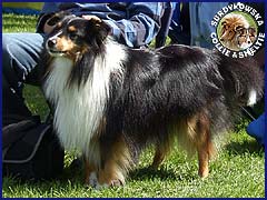 Owczarek Szetlandzki Sheltie - FARYS Surdykowska FCI Farys - wystawa Warszawa 08.09.2007