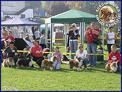 Owczarki Szetlandzkie Sheltie - Calinka(Szelcia), Farys, Ghandi, Herbi, Gabi - najlepsza Hodowla - wystawa Klubowa Łódź :) Calinka(Szelcia), Farys, Ghandi, Herbi, Gabi - najlepsza Hodowla - wystawa Klubowa Łódź 23.09.2007