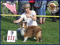 Owczarek Szetlandzki Sheltie - HERBI Surdykowska FCI Herbi - wystawa Klubowa Łódź 23.09.2007